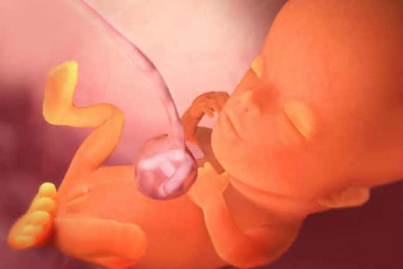 Малыш на 11 неделе. 11 Недель беременности фото плода. Малыш на 11 неделе беременности. Эмбрион на 11 неделе беременности. Эмбрион 11 неделя неделе беременности фото.