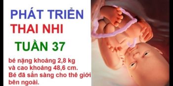 Đường Kính Lưỡng Đỉnh Thai 37 Tuần, Thai Nhi Phát Triển Như Thế Nào? Update 11/2024