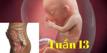 Sự Phát Triển Của Bé Qua Đường Kính Lưỡng Đỉnh Thai 38 Tuần Update 11/2024