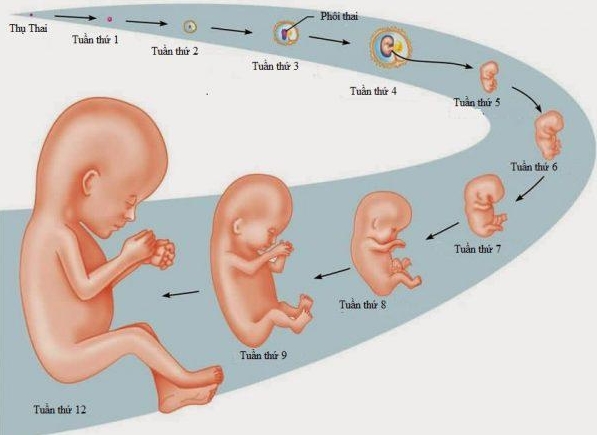 Cách tính tuổi thai