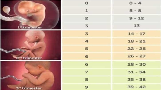 Tính tuổi thai IVF
