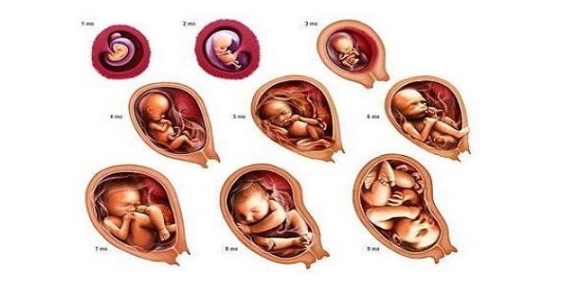 Tính tuổi thai IVF